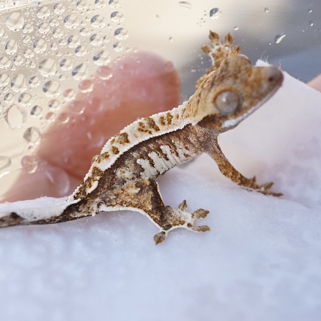 노멀 트라이 익스트림할리퀸