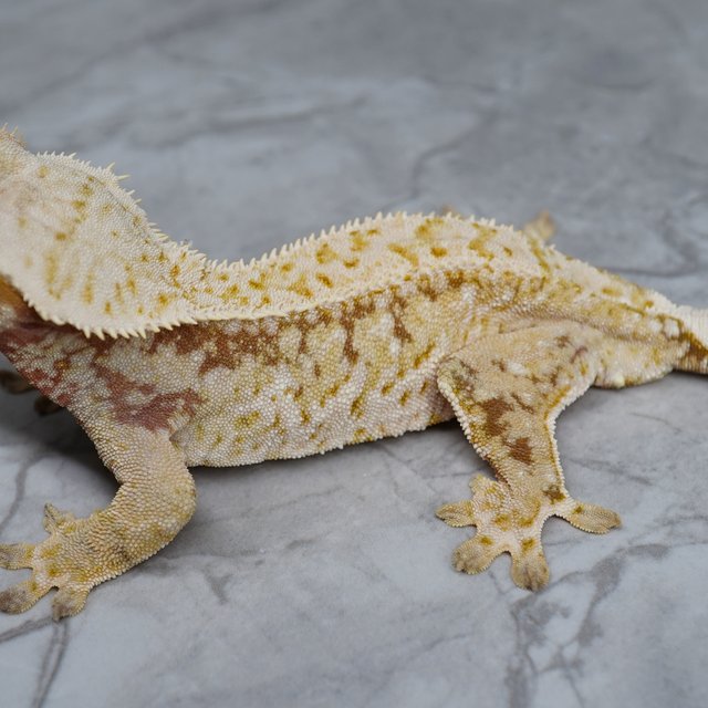 노멀 화이트스팟 레드 익스트림할리퀸