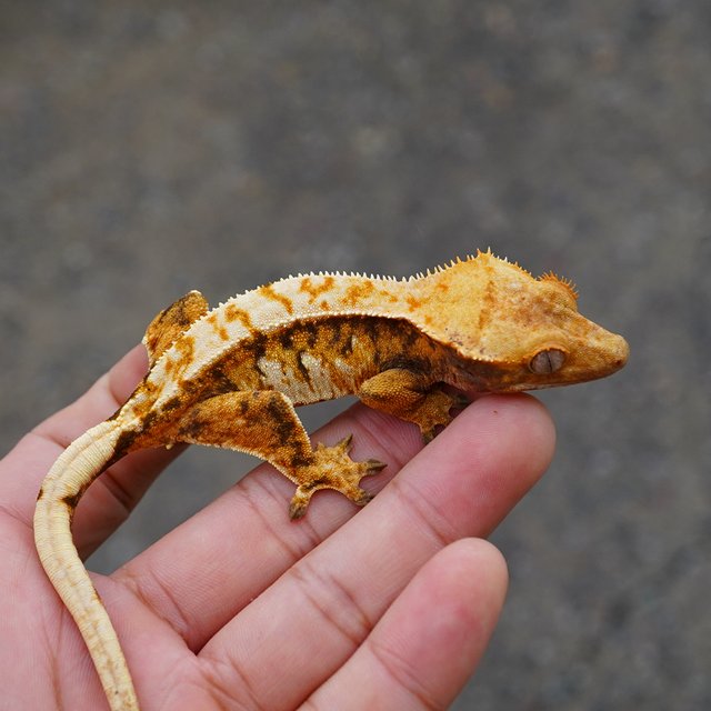 노멀 트라이 익스트림할리퀸 텐저린