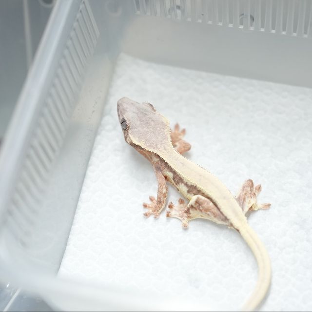 릴리 세이블 세이블 릴리화이트 텐저린 트라이
