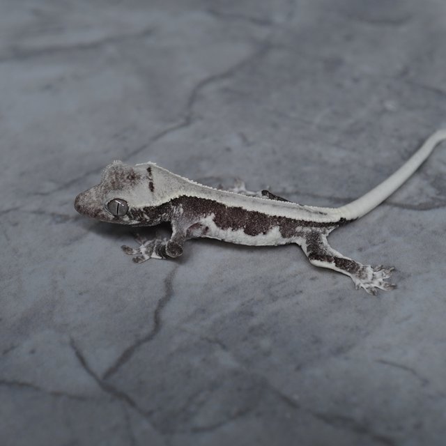 아잔틱 릴잔틱 릴리화이트