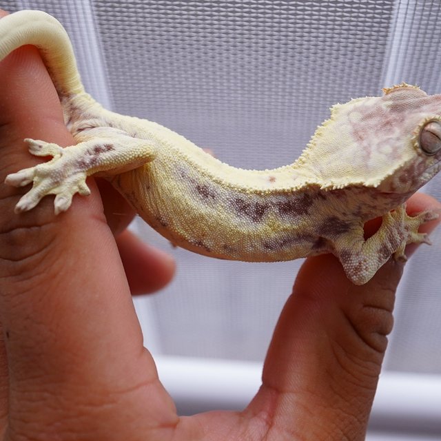 릴리화이트 카푸치노 프라푸치노