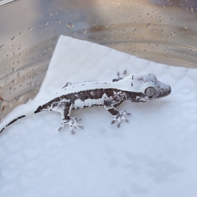 릴잔틱 아잔틱 릴리화이트