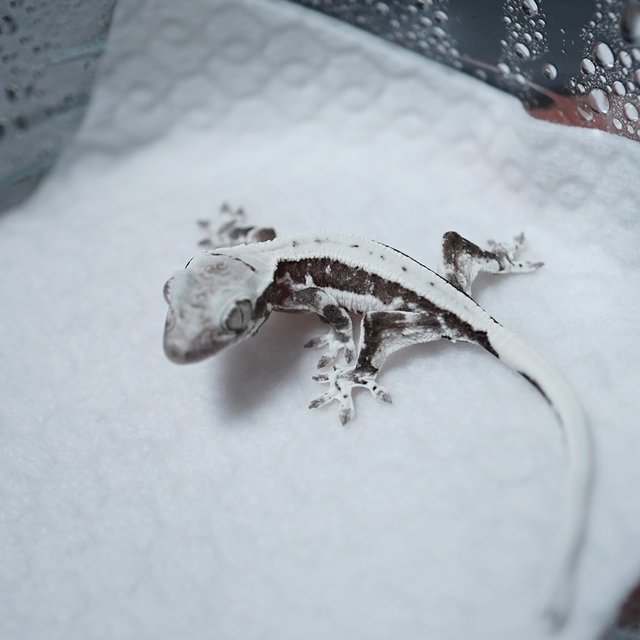 릴잔틱 아잔틱 릴리화이트