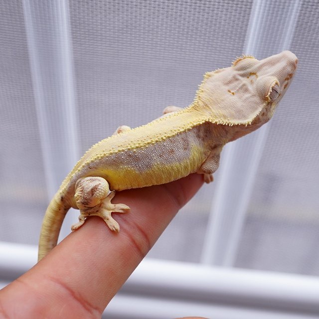 릴리화이트 풀핀 솔리드백 레드