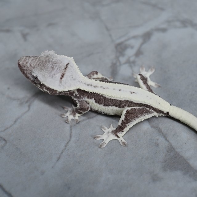 릴잔틱 릴리화이트 아잔틱