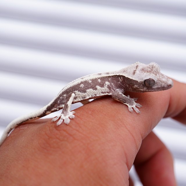 아잔틱 릴잔틱 릴리화이트