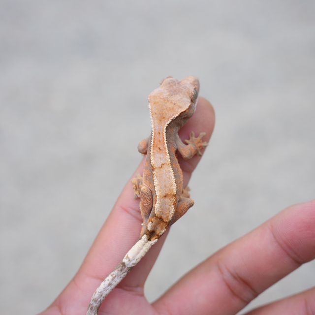 세이블