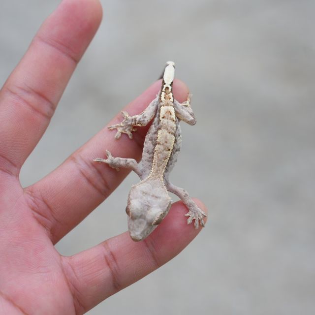 카푸치노