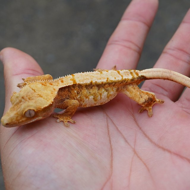 노멀 트라이 익스트림할리퀸