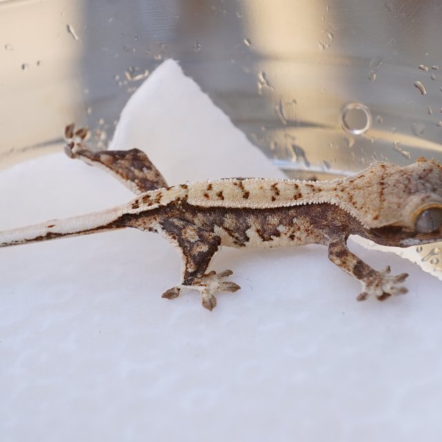 노멀 트라이 익스트림할리퀸