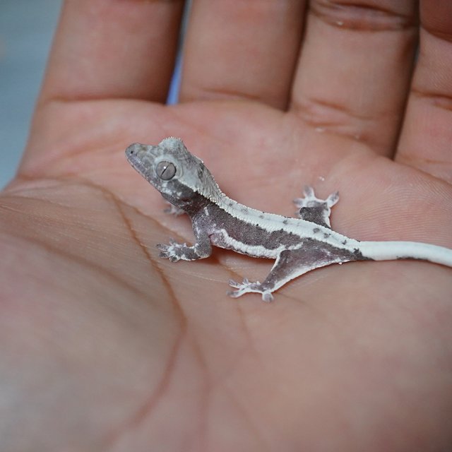 릴리화이트 릴잔틱 아잔틱