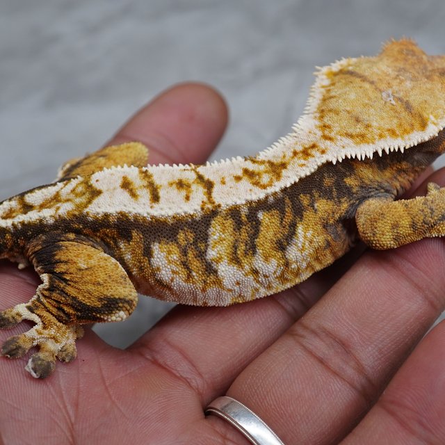 트라이 익스트림할리퀸