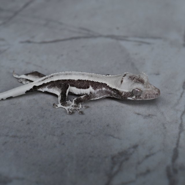 릴잔틱 릴리화이트 아잔틱