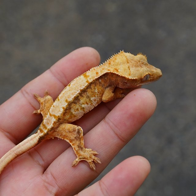 노멀 트라이 익스트림할리퀸