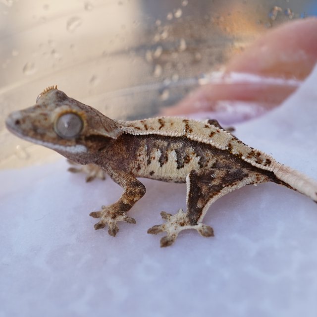 노멀 트라이 익스트림할리퀸