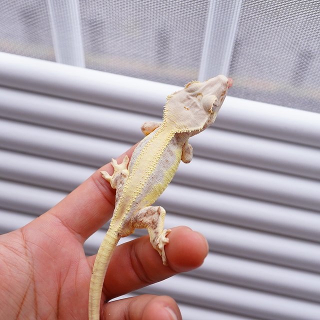 릴리화이트 풀핀 솔리드백 레드