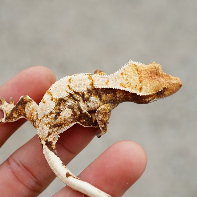 릴리화이트 노멀 트라이 익스트림할리퀸 화이트