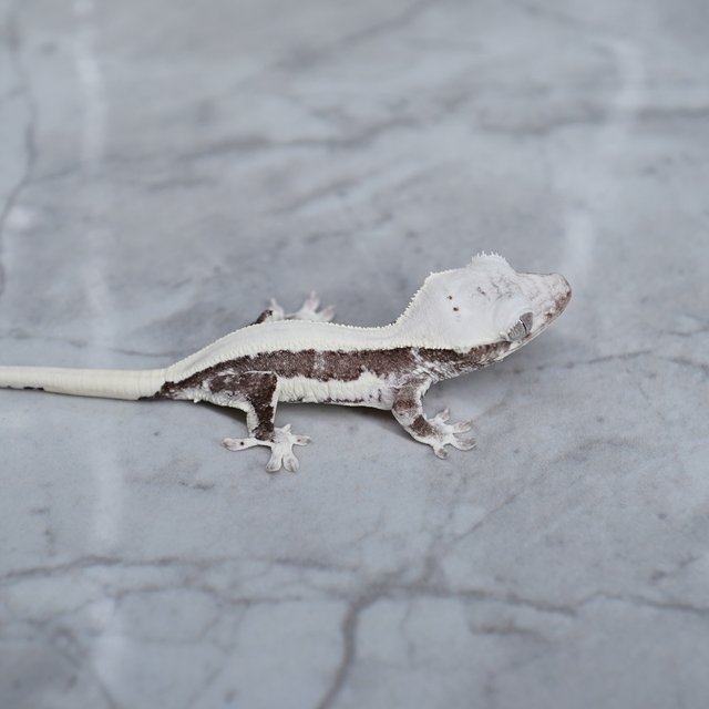 릴잔틱 아잔틱 릴리화이트