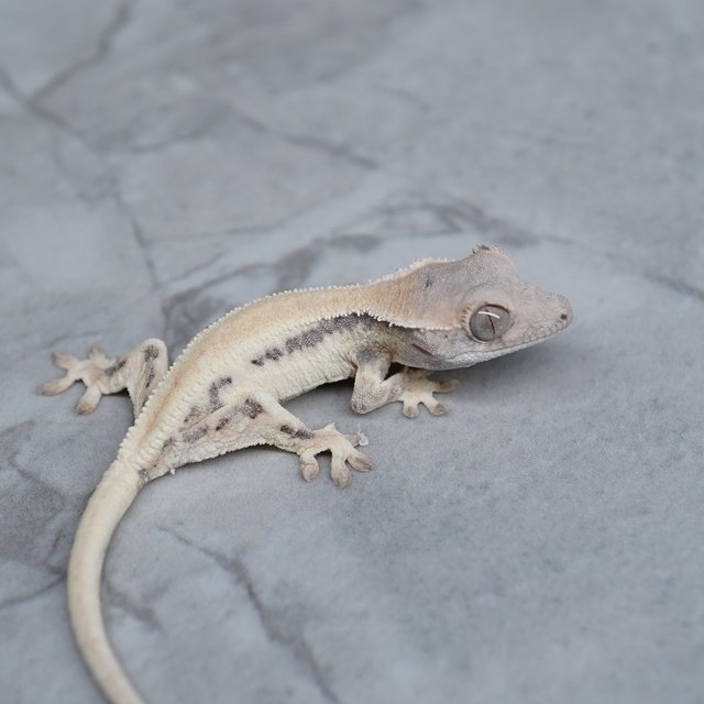 세이블 릴리화이트 릴리 세이블