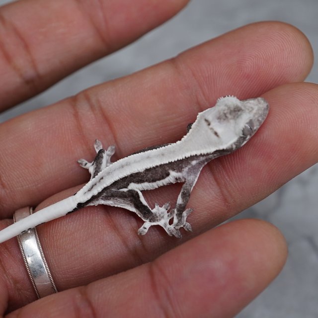 릴잔틱 릴리화이트 아잔틱