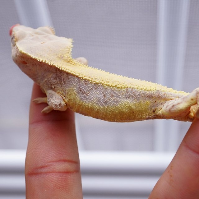 릴리화이트 풀핀 솔리드백 레드