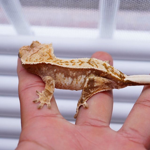 노멀 트라이 익스트림할리퀸 레드