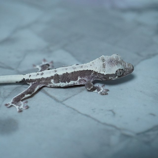 릴리화이트 릴잔틱 아잔틱