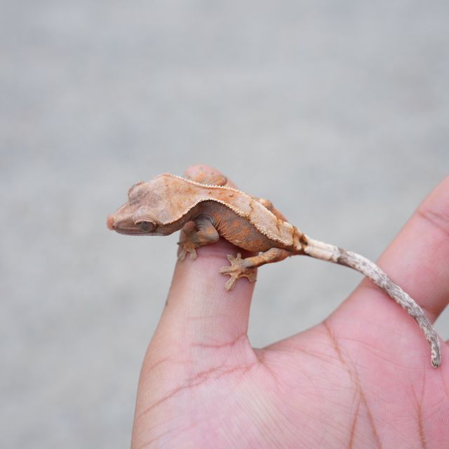 세이블