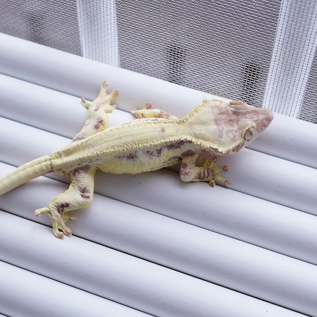 릴리화이트 카푸치노 프라푸치노