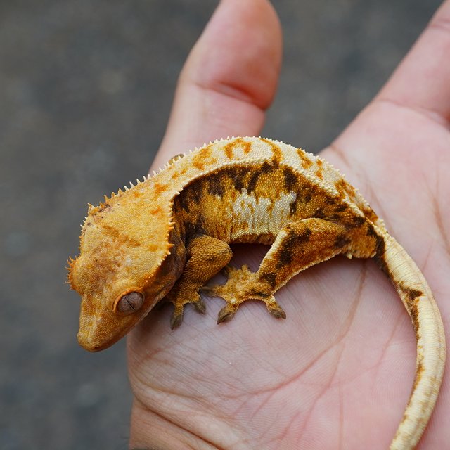 노멀 트라이 익스트림할리퀸 텐저린