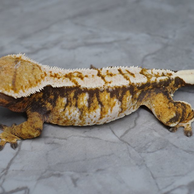 트라이 익스트림할리퀸