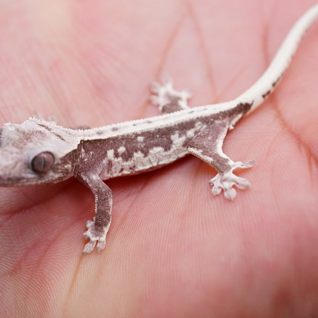 아잔틱 릴잔틱 릴리화이트