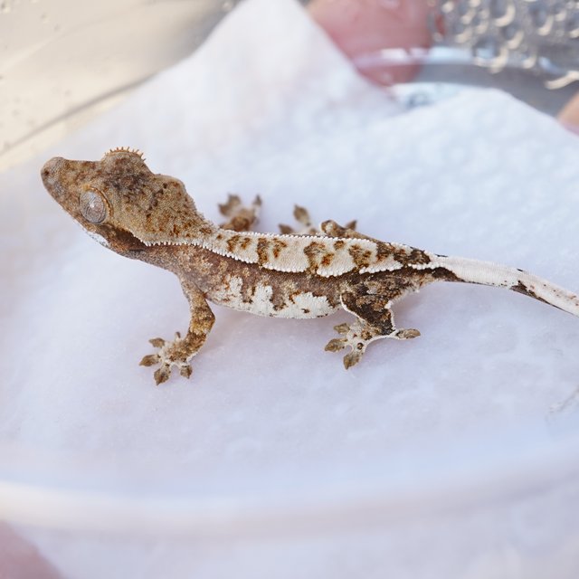 노멀 트라이 익스트림할리퀸