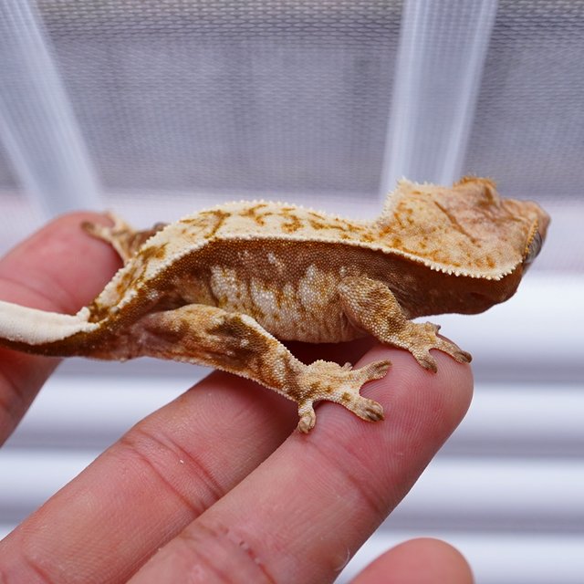 노멀 트라이 익스트림할리퀸 레드