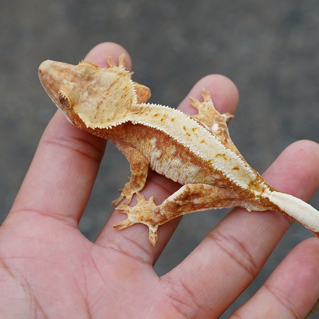 노멀 트라이 익스트림할리퀸 화이트스팟 레드