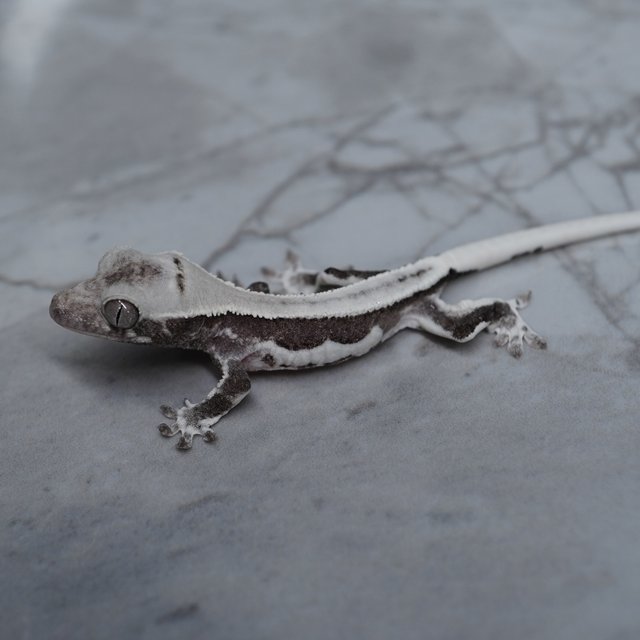 릴잔틱 릴리화이트 아잔틱