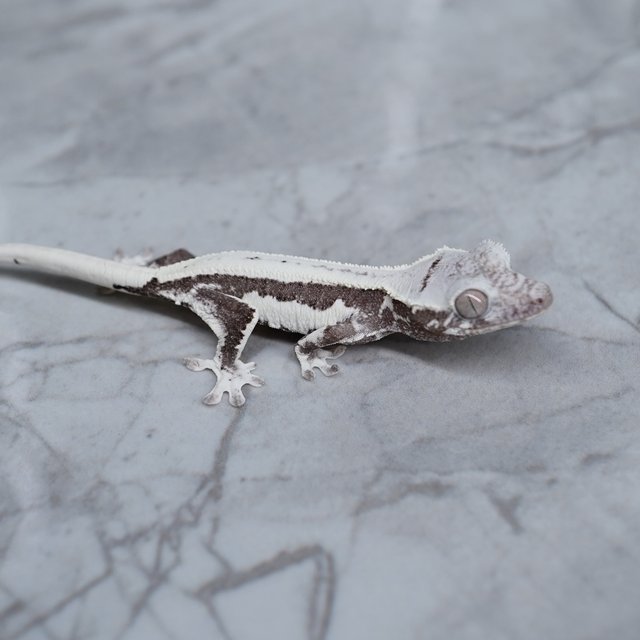 릴리화이트 릴잔틱 아잔틱