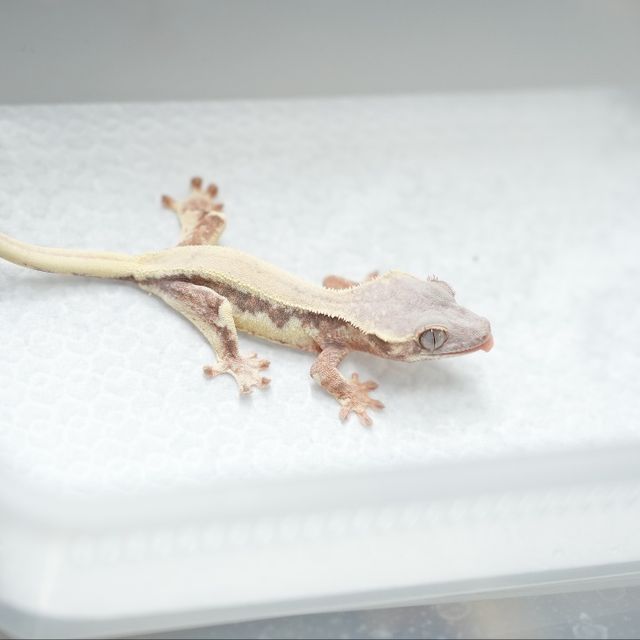 릴리 세이블 세이블 릴리화이트 텐저린 트라이