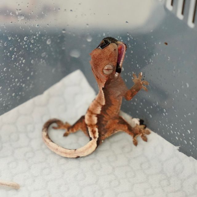 세이블