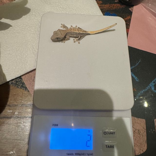 프라푸치노