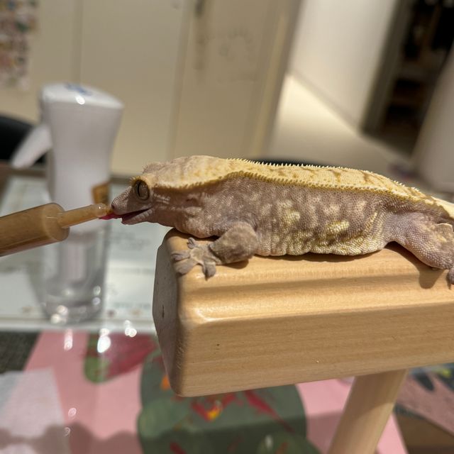 노멀