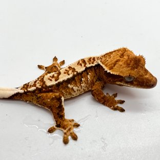 화이트핀 트라이 화이트 텐저린