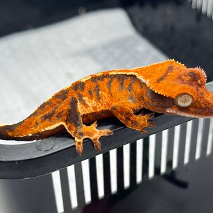 트라이 텐저린 화이트 화이트핀