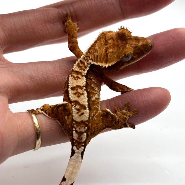 화이트핀 트라이 화이트 텐저린