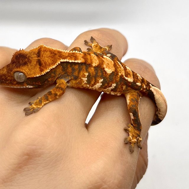 트라이 화이트핀 화이트 텐저린