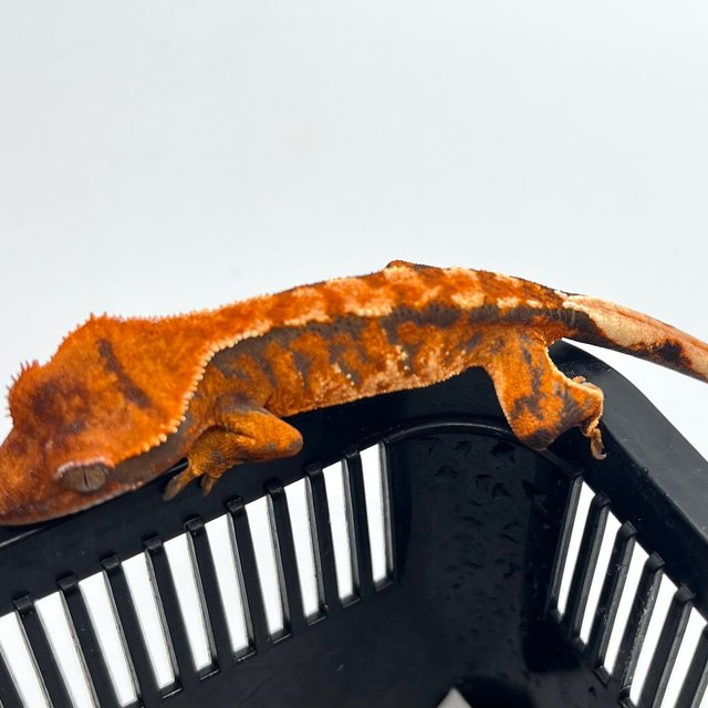 트라이 텐저린 화이트 화이트핀