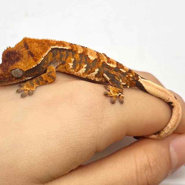 트라이 화이트핀 화이트 텐저린