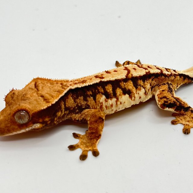 트라이 화이트핀 텐저린 화이트