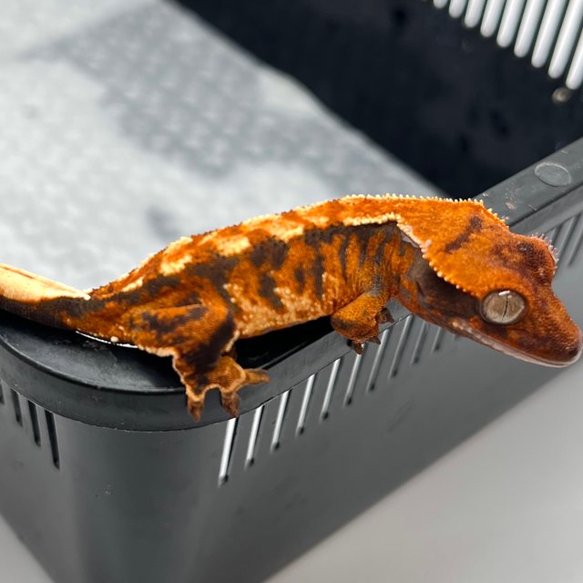 트라이 텐저린 화이트 화이트핀